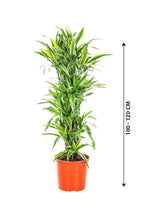 Dracaena Lemon Lime - Lemon Lime plant - Plantsworld.ae - {{ varient.name }}