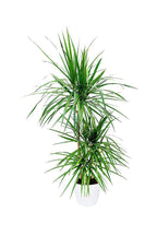 Dracaena Marginata - Madagascar Dragon Tree