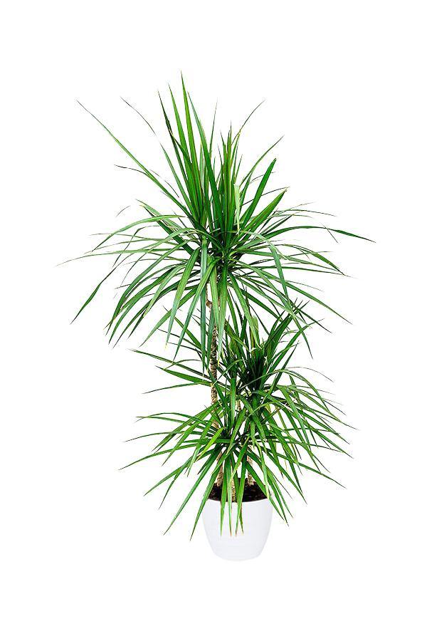 Dracaena Marginata - Madagascar Dragon Tree
