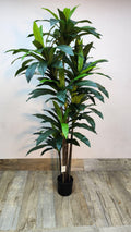 Faux Dracaena Plant – Tropical Look, No Upkeep