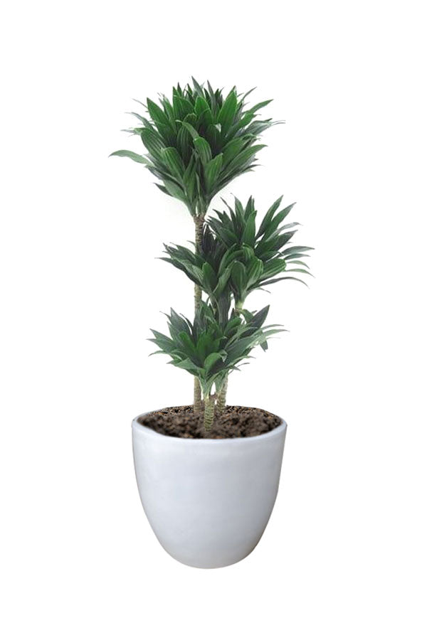 Dracaena Deremensis - Compacta Evergreen Houseplant