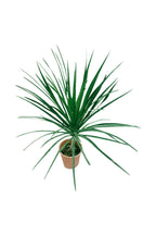 Dracaena Draco Single Stem Potted Plant - Albero del Drago Tree Plant