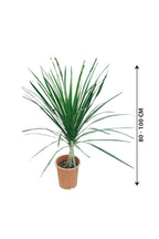 Dracaena Draco Single Stem Potted Plant - Albero del Drago Tree Plant