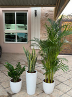 🌿 Areca Palm, Snake Plant & Zamia Combo – Beginner-Friendly Indoor Set