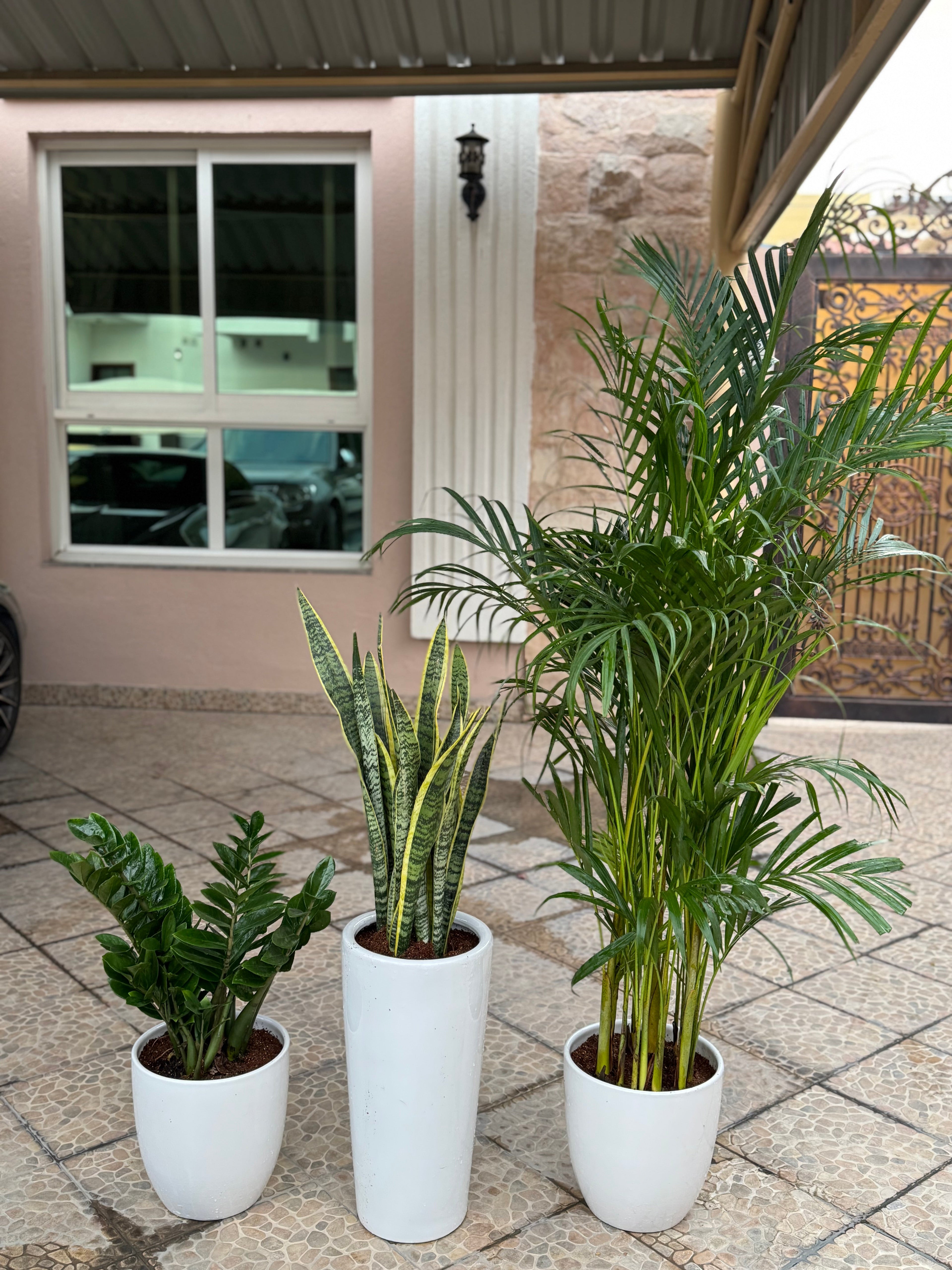 🌿 Areca Palm, Snake Plant & Zamia Combo – Beginner-Friendly Indoor Set
