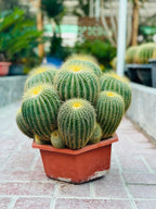 Echino Cactus Multi Head (Cactus Plant)