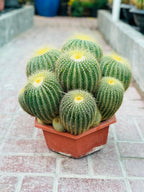 Echino Cactus Multi Head (Cactus Plant)