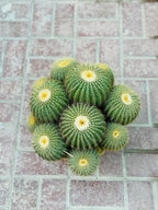 Echino Cactus Multi Head (Cactus Plant)