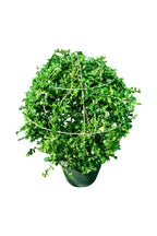 Erethria – Plant for Garden Décor