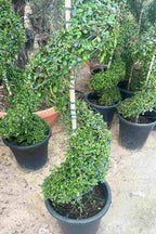 Ehretia Spiral Shaped – Sculptural Ornamental Tree