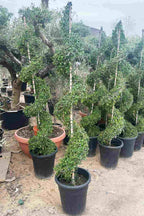 Ehretia Spiral Shaped – Sculptural Ornamental Tree