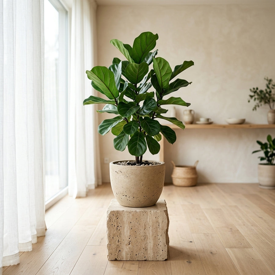 The Living Sculpture