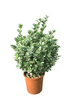 Japanese Spindle - Euonymus Japonicus
