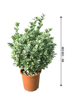 Euonymus Japonicus - Japanese Spindle - Plantsworld.ae