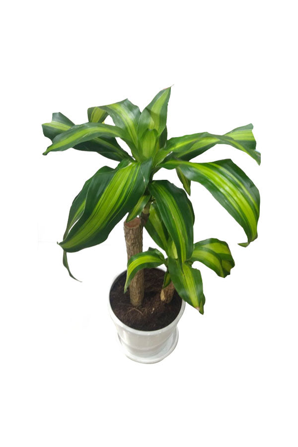 Dracaena Fragrans - Dracaena Massangeana