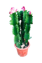 Coral Cactus Potted Plant - Euphorbia Lactea Cristata