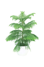 Araucaria Heterophylla - Norfolk Island Pine