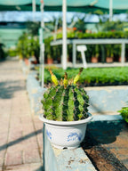 Barrel Cactus – Ferocactus Sp.