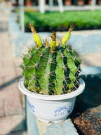 Barrel Cactus – Ferocactus Sp.