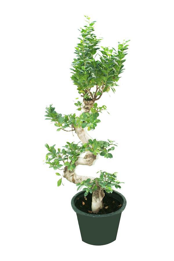 Ficus Bonsai (Ficus Retusa)