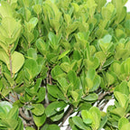 Ficus Panda Potted Plant - Ficus Retusa