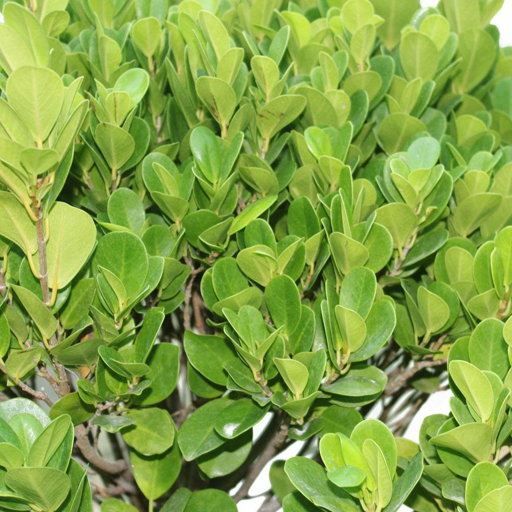 Ficus Panda Potted Plant - Ficus Retusa