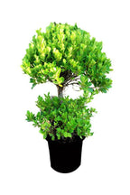 Ficus Panda Potted Plant - Ficus Retusa