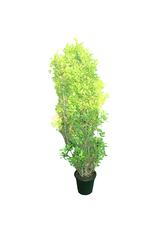 Ficus Panda Potted Plant - Ficus Retusa Cone Shape