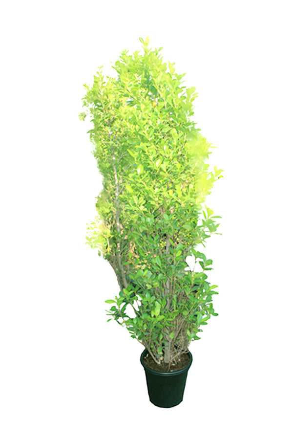 Ficus Panda Potted Plant - Ficus Retusa Cone Shape