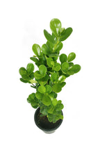 Buy Ficus Panda Online - Ficus Retusa Single Stem