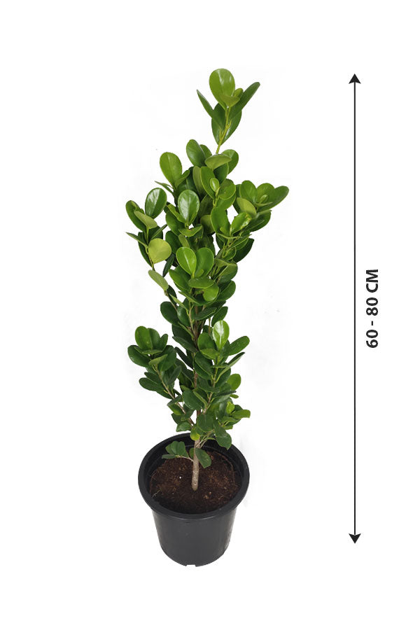 Buy Ficus Panda Online - Ficus Retusa Single Stem