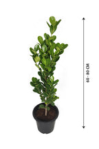 Buy Ficus Panda Online - Ficus Retusa Single Stem