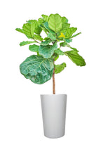 Ficus Lyrata - Office Plant - Fiddle Leaf Fig