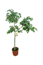 Fig Tree Spain Potted Plant - Outdoor Fruit Plant