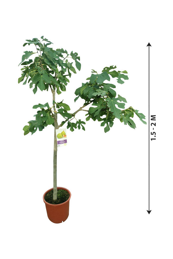 Fig Tree Spain Potted Plant - Outdoor Fruit Plant