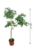 Fig Tree Spain Potted Plant - Outdoor Fruit Plant