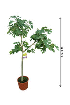 Fig Tree Spain Potted Plant - Outdoor Fruit Plant