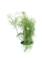 Buy Firecracker Plant Online - Russelia Equisetiformis