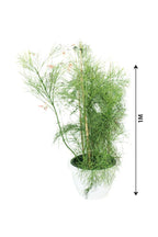 Buy Firecracker Plant Online - Russelia Equisetiformis
