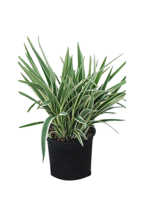 Flax Lily (Dianella Tasmanica)
