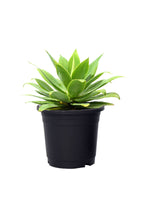 Agave Outdoor Plant - Home Plant