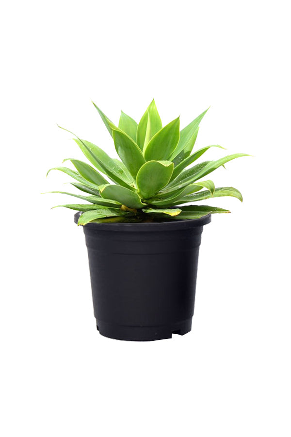 Agave Outdoor Plant - Home Plant