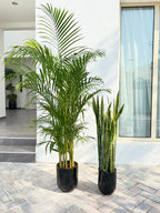 🌿 Areca Palm & Snake Plant Combo – Beginner-Friendly Set with Pots