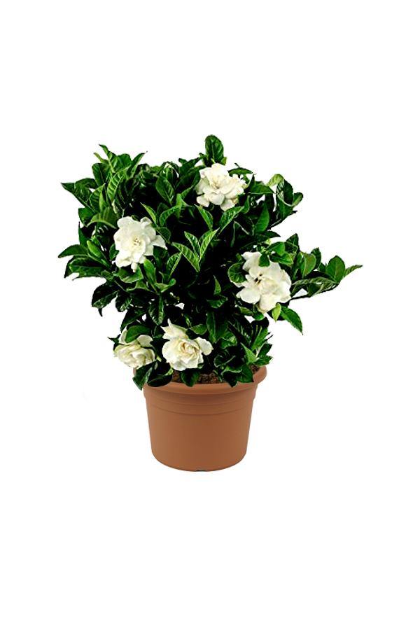 Gardenia Potted Plant - Cape Jasmine-Outdoor flowering plant