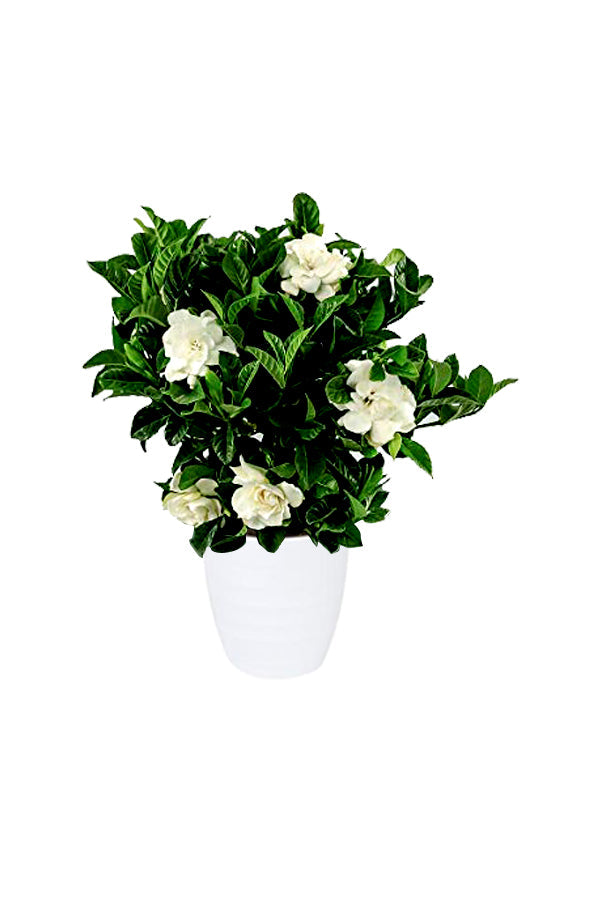 Gardenia Potted Plant - Cape Jasmine-Outdoor flowering plant