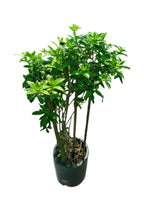 Golden Trumpet (Allamanda Cathartica)