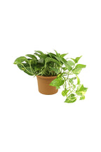 Golden Pothos Potted Plant - Epipremnum Aureum