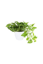Golden Pothos Potted Plant - Epipremnum Aureum