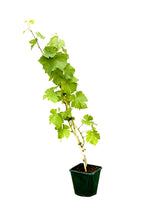 Grape Vine Potted Plant - Vitis Vinifera