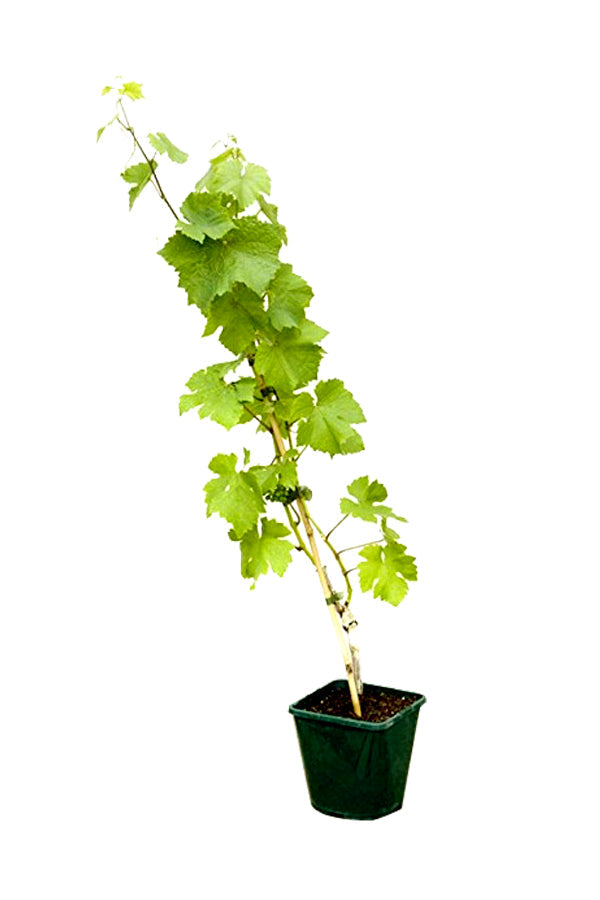 Grape Vine Potted Plant - Vitis Vinifera
